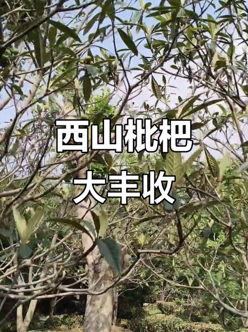 2025新澳门精准正版图库网站和老人上树摘枇杷被困与爬树摘枇杷