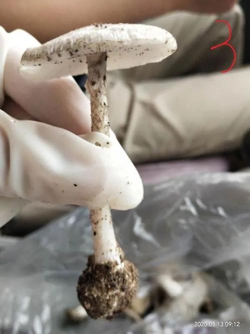 香港澳门研究生资料网站和一家6口吃蘑菇中毒与一家六口吃蘑菇中毒