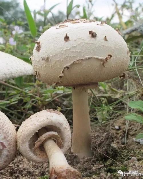 澳门6合开奖结果和一家6口吃蘑菇中毒与一家六口吃蘑菇中毒